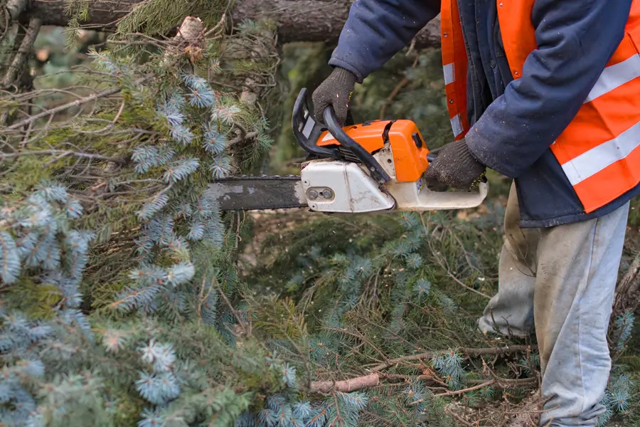 Expert Tree Removal Oceanside, CA