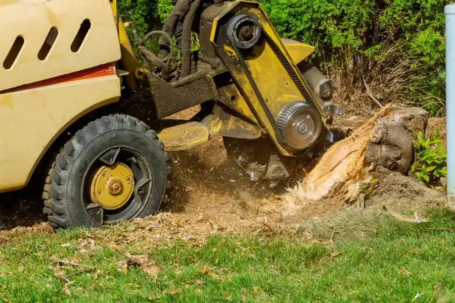 How Tree Stump Grinding Improves Lawn Health And Aesthetics Oceanside, CA