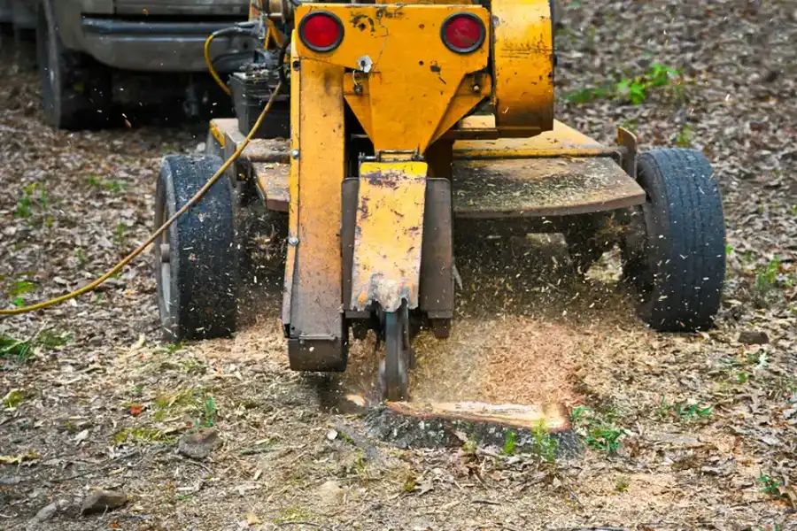 How Tree Stump Grinding Improves Lawn Health And Aesthetics in Oceanside, CA