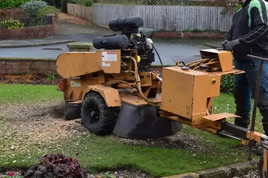 How Tree Stump Grinding Prevents Pest Infestations Oceanside, CA How Tree Stump Grinding Prevents Pest Infestations Oceanside, CA