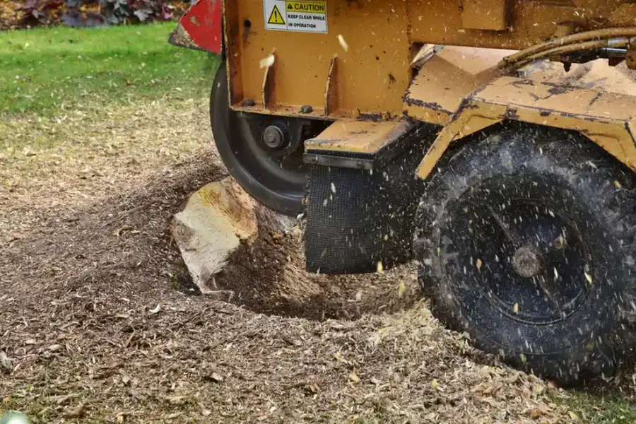 How Tree Stump Grinding Prevents Pest Infestations in Oceanside, CA How Tree Stump Grinding Prevents Pest Infestations in Oceanside, CA