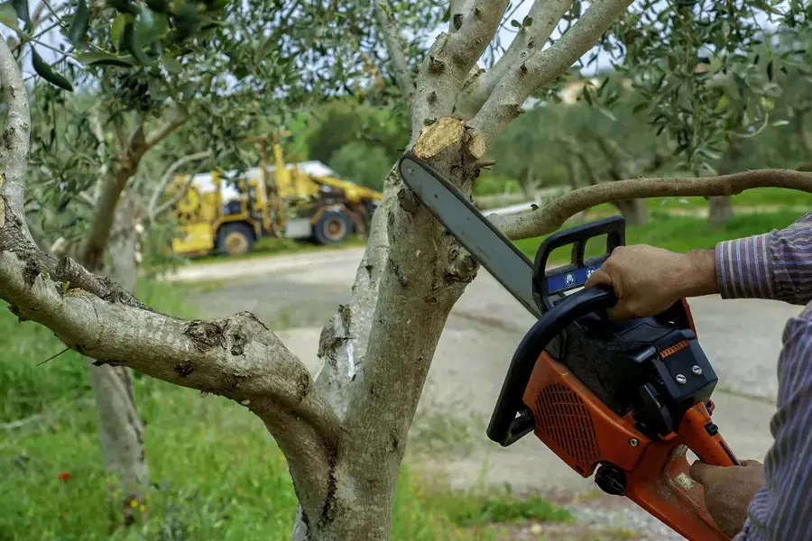 How Tree Trimming Service Enhances Yard Aesthetics Oceanside, CA How Tree Trimming Service Enhances Yard Aesthetics Oceanside, CA
