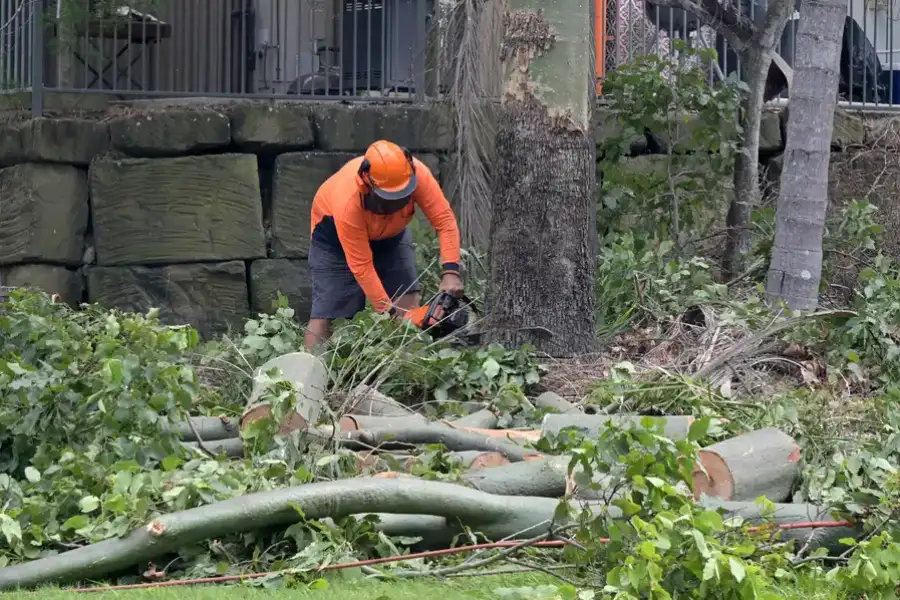 Quality Tree Removal Oceanside, CA
