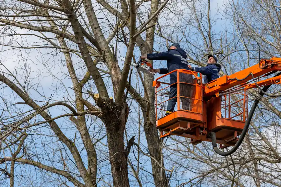 Reliable Tree Removal Oceanside, CA