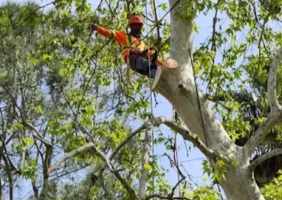 Affordable tree maintenance