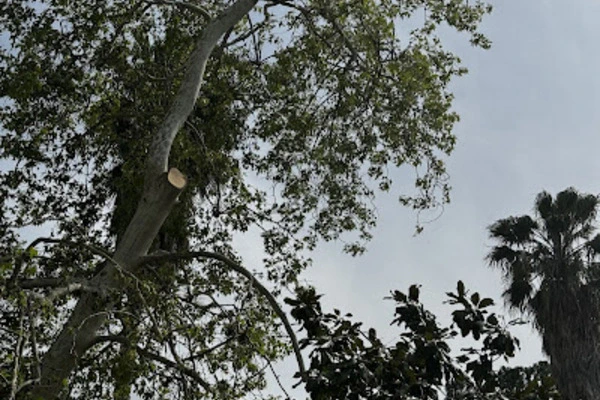 Reliable tree expert in Oceanside CA Reliable tree expert in Oceanside CA