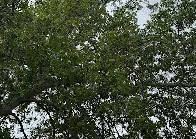 Reputable tree maintenance