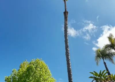 Top-rated tree maintenance