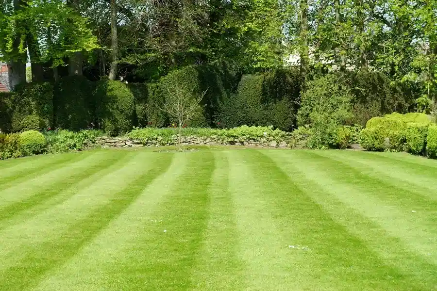 California Tree Services's other services