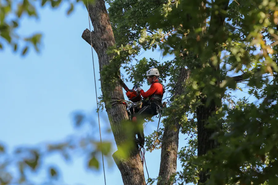 Reliable tree expert in Oceanside CA