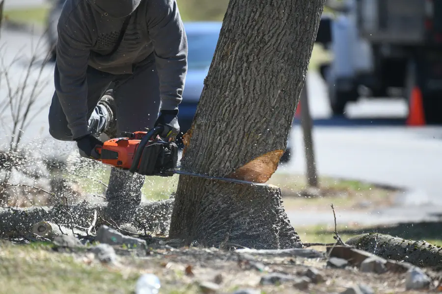 Tree Removal